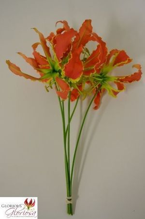 GLORIOSA EXOTIC ORANGE 20